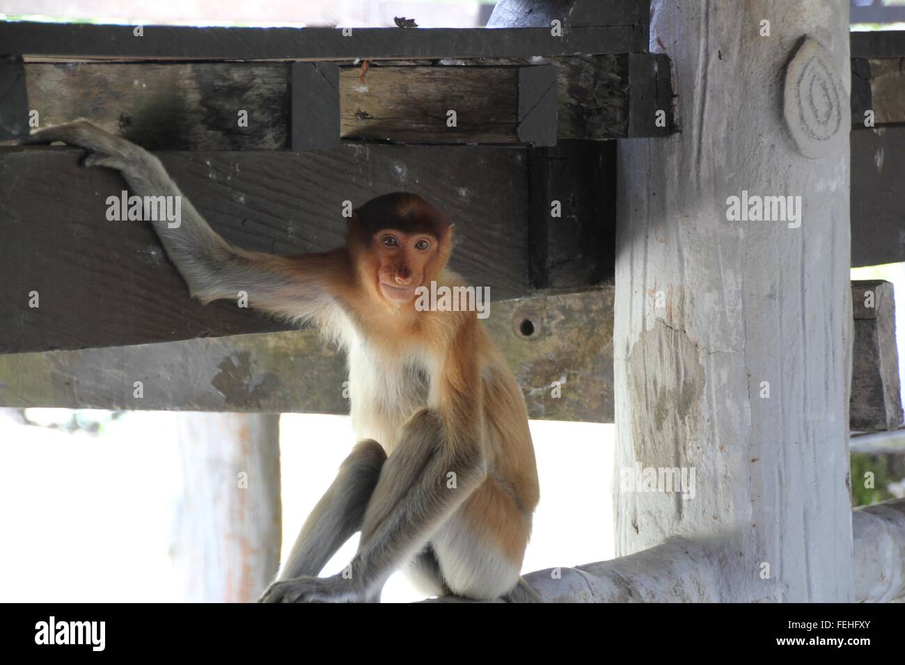 Proboscis Monkey posant avec grâce. Banque D'Images