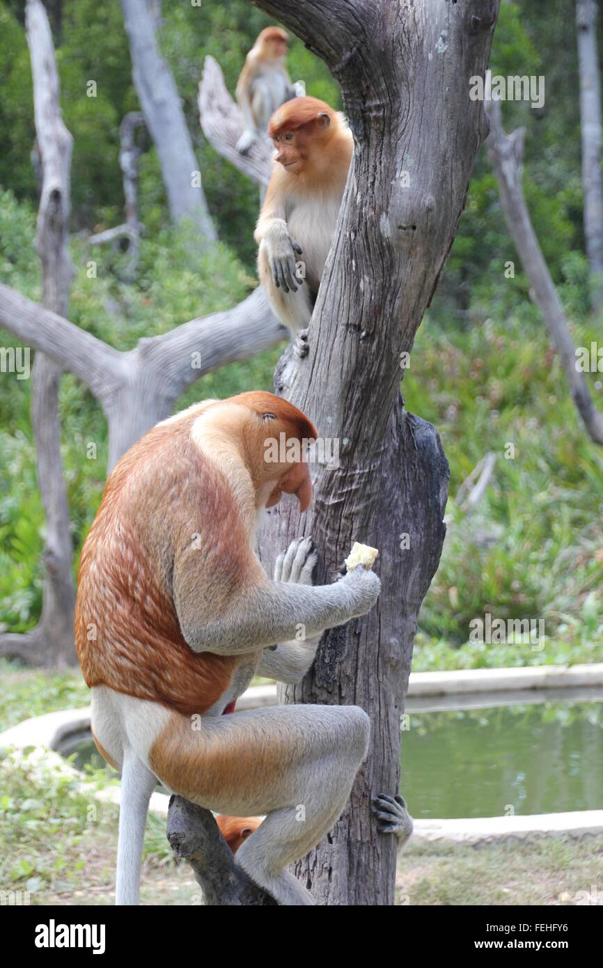 Proboscis Monkey posant avec grâce. Banque D'Images