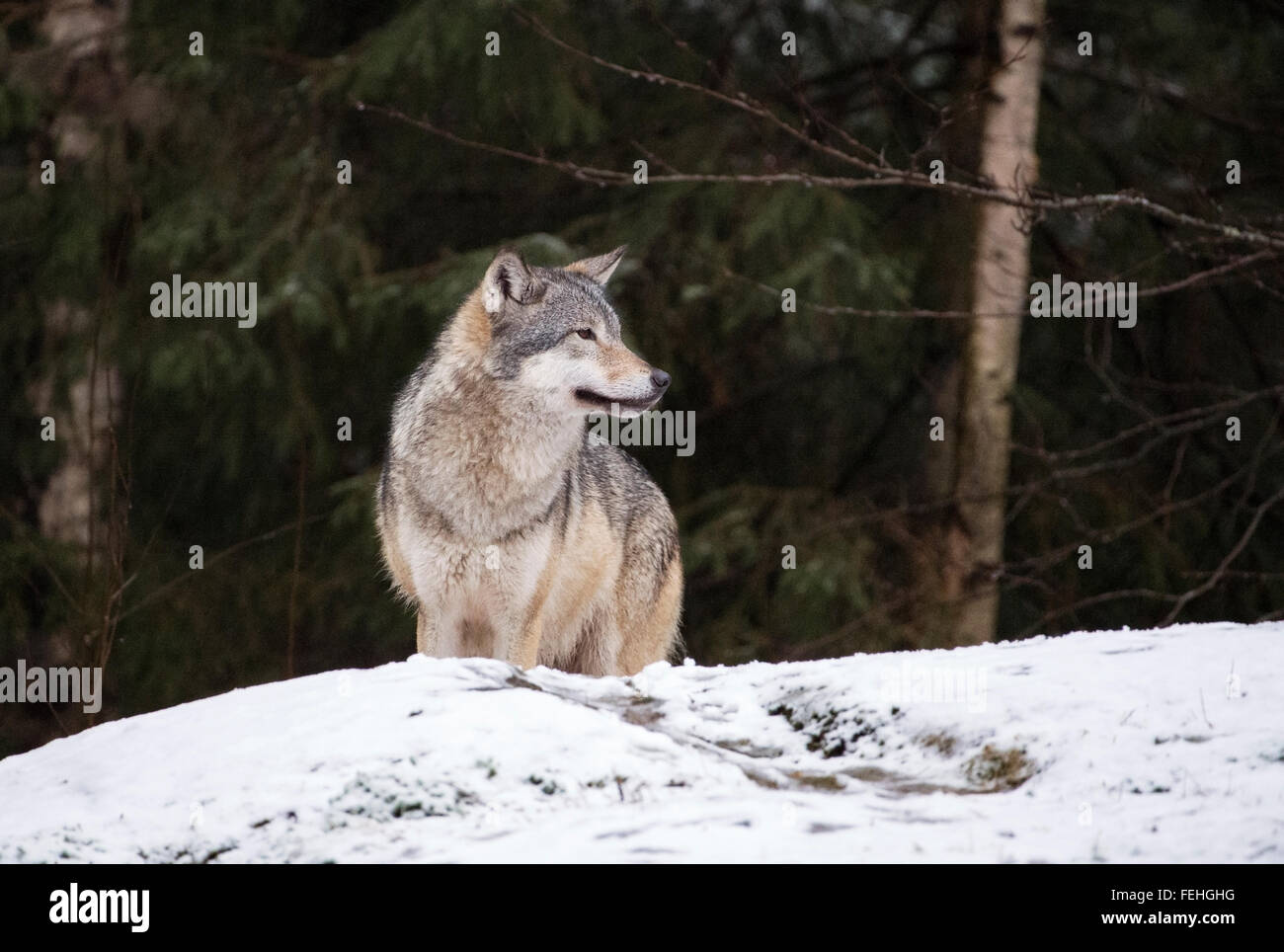 Le loup gris d'Europe dans la neige avec des arbres derrière Banque D'Images