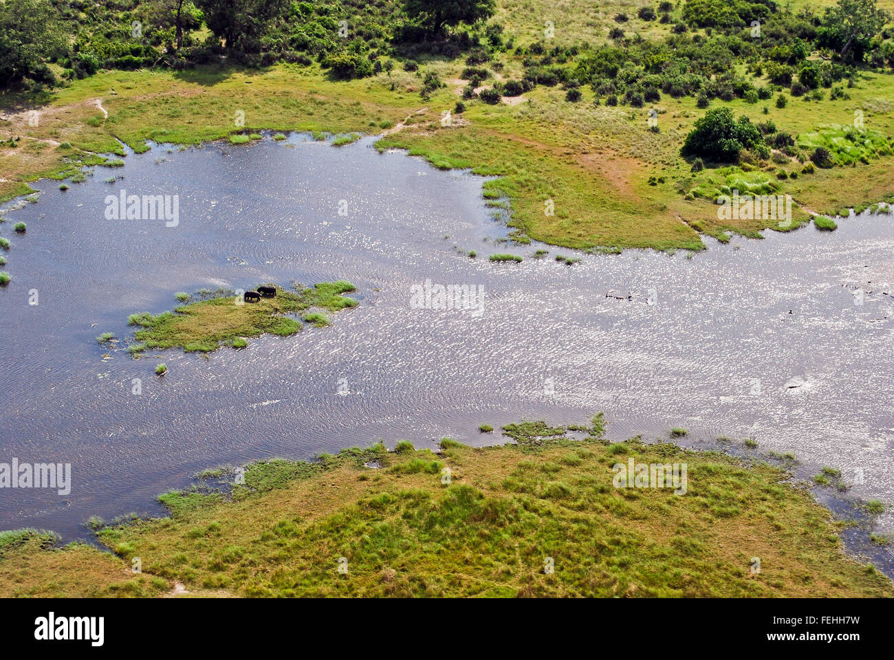 Vol au-dessus du delta de l'Okavango : Vue aérienne d'hippopotames dans une petite île de l'Afrique, Botswana Banque D'Images