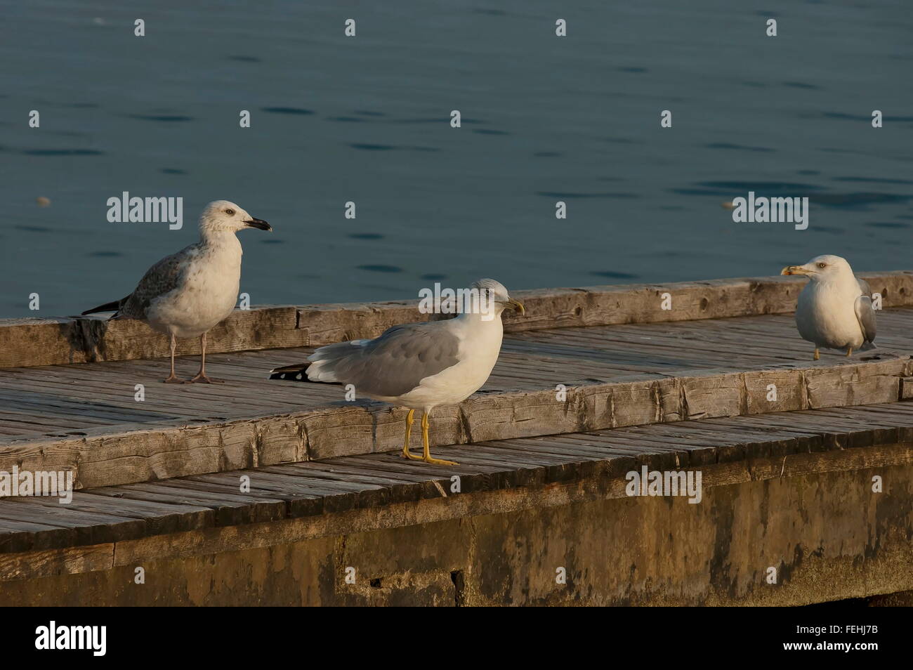 Seagull perché au-dessus de trois sur le quai, Lido di Jesolo, Venetian Riviera, Italie, Europe Banque D'Images