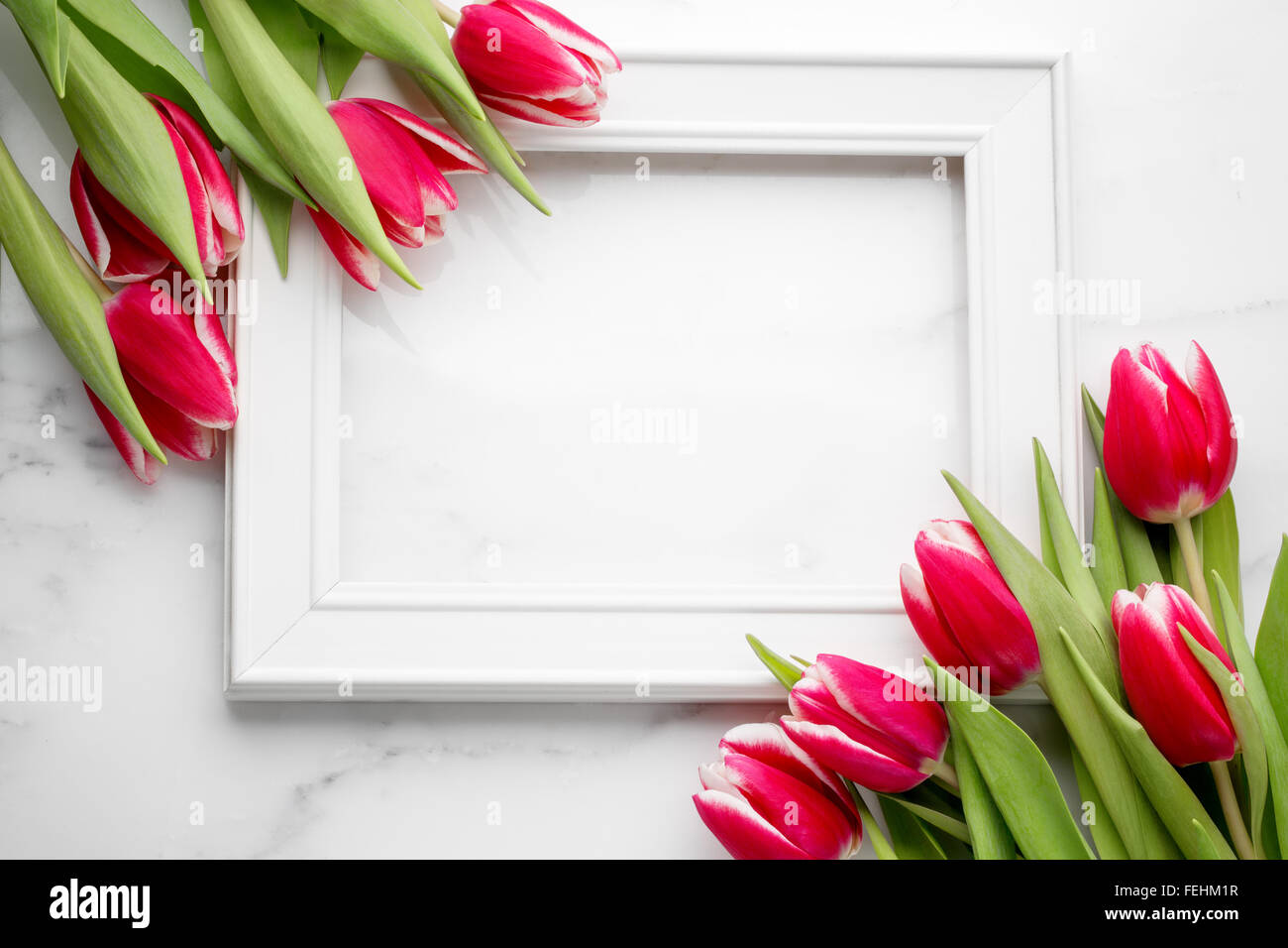 Tulip avec cadre photo Blanc sur fond de marbre blanc Banque D'Images