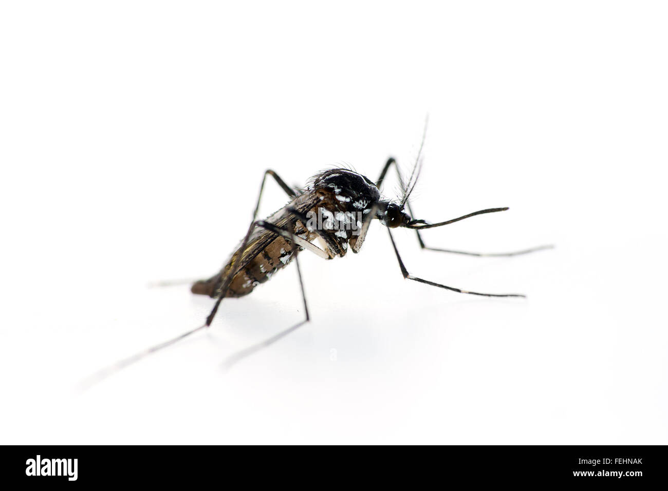 Moustique tigre, Aedes albopictus. Vecteur de virus Zika etc. Banque D'Images