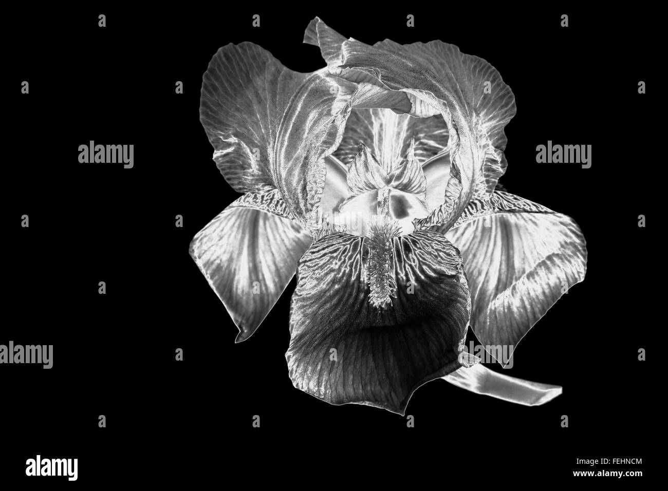 En noir et blanc étonnant iris fleur. Belle photographie filtrée image. Banque D'Images