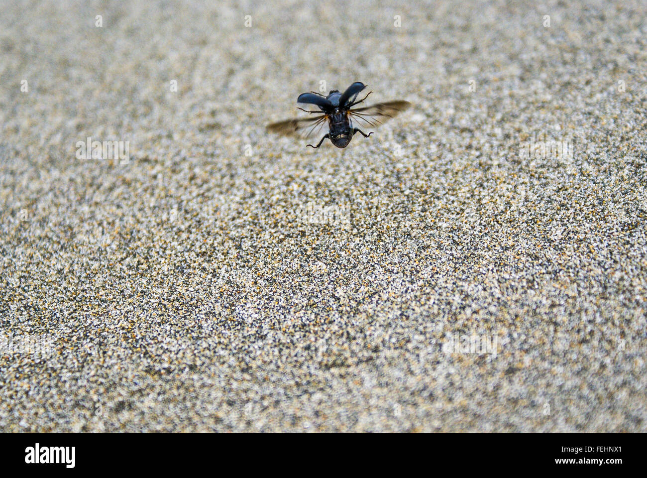 Un scarabée noir prend son envol au-dessus du sable. Banque D'Images