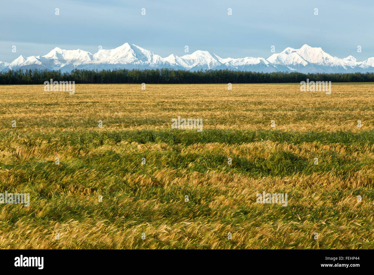 Albright maturation 'six' row l'orge de printemps, sur le terrain de l'Alaska. Banque D'Images