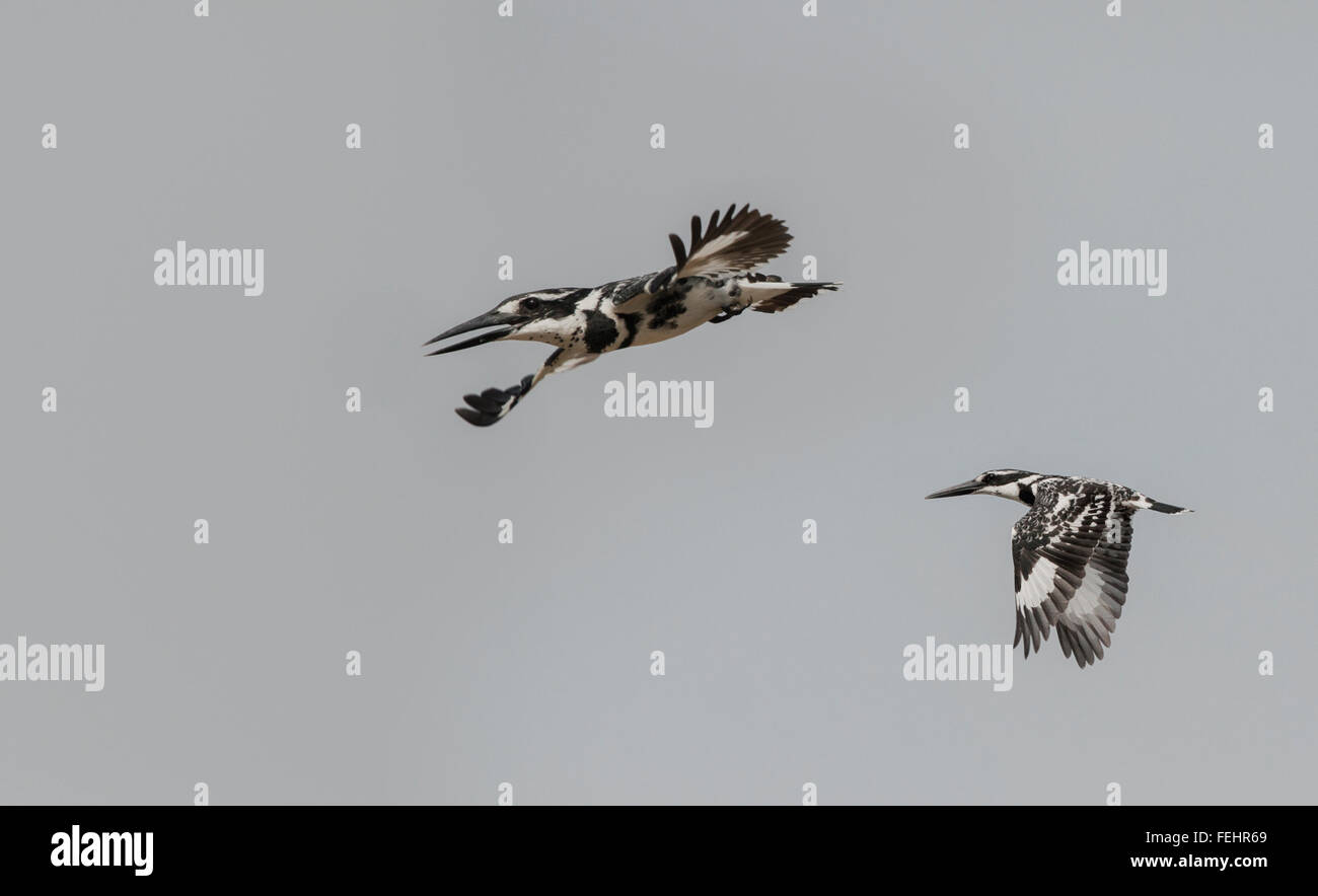 Le pied kingfisher (Ceryle rudis) est un plan d'eau et Kingfisher est trouvé largement réparties à travers l'Afrique et l'Asie. Banque D'Images