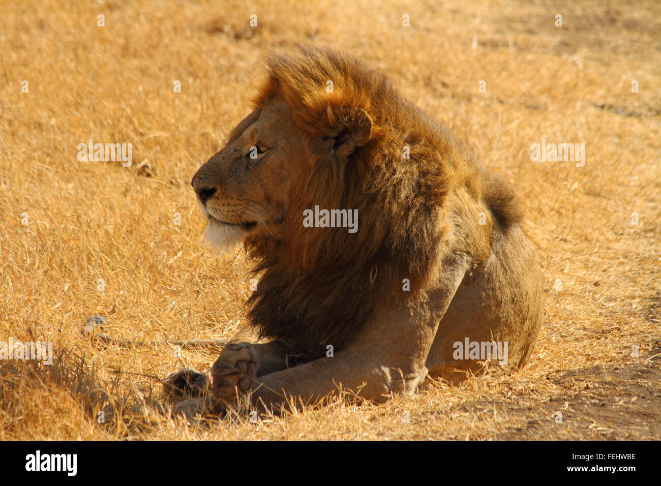 Lion majestueux, chef de l'orgueil Banque D'Images