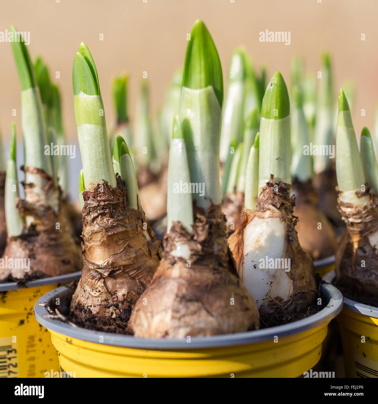 Narcissus bulb flowers roots Banque de photographies et d'images à haute  résolution - Alamy