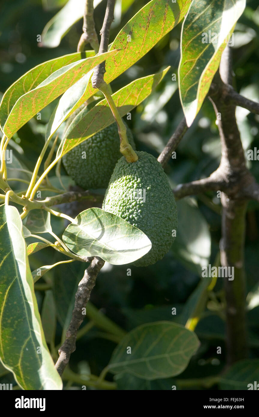 Avocat avocats arbre arbres plantes plat vergers verger de production des producteurs de plus en plus de producteurs agricoles les agriculteurs de fermes agricoles agriculteurs fru Banque D'Images