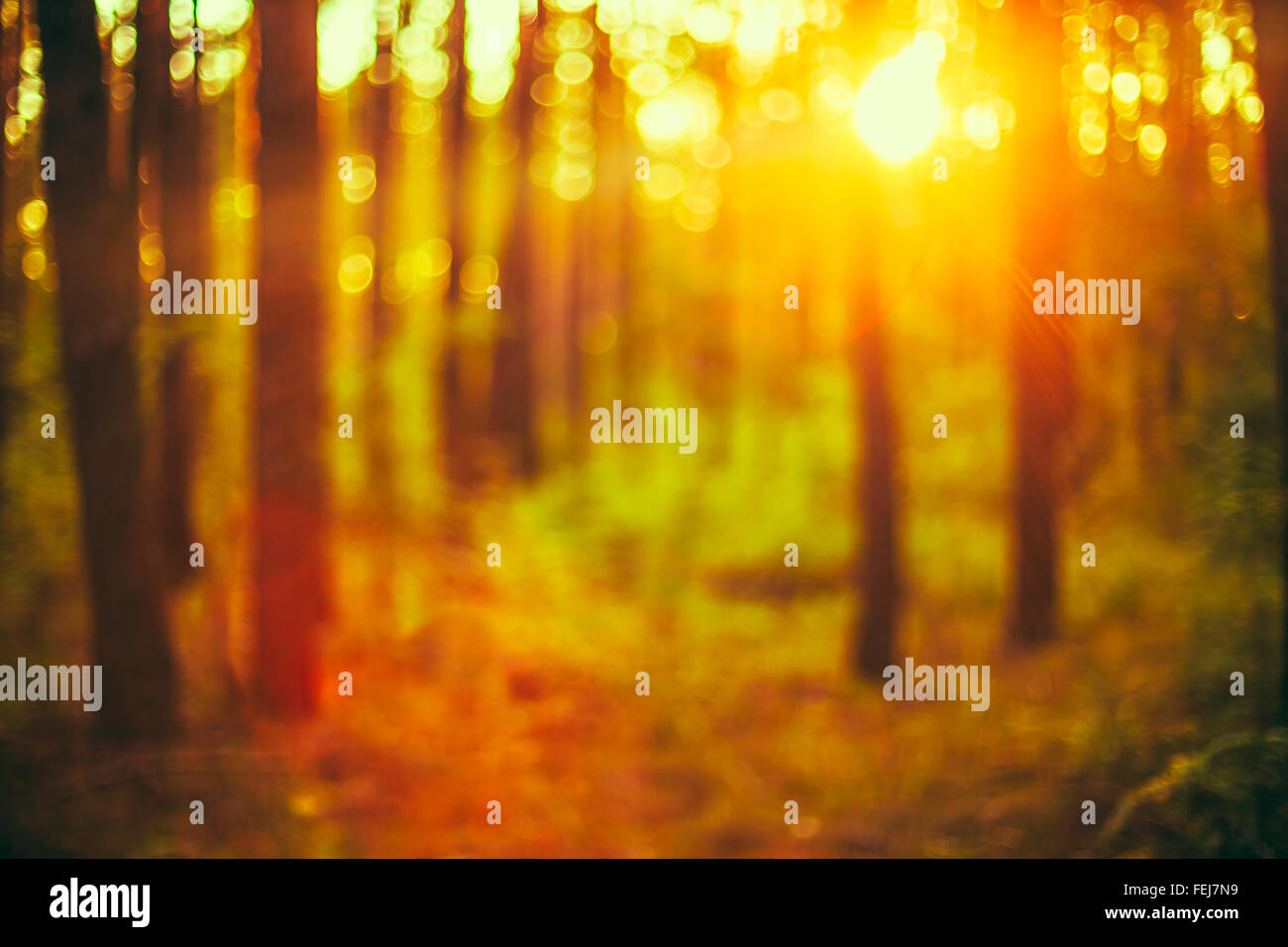 Automne Nature couleurs vert et jaune floue fond naturel de la forêt. Bokeh, Boke Woods avec Couleurs Soleil Absract Backgrou Banque D'Images