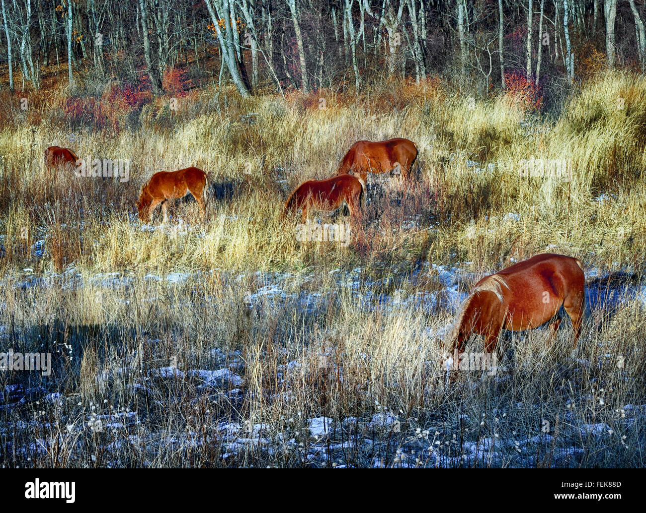 Chevaux dans le champ d'automne avec de l'herbe sèche Banque D'Images