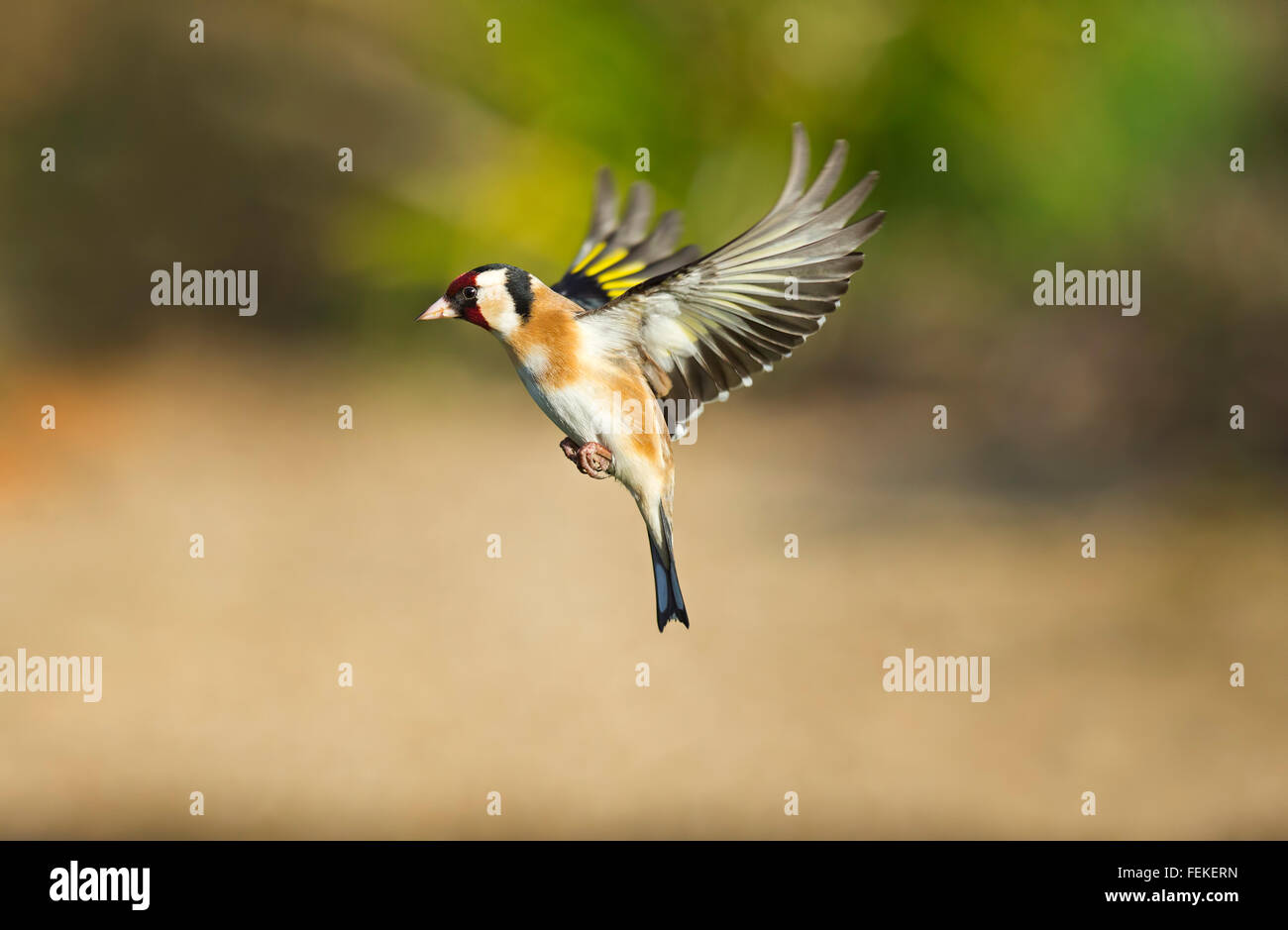 En vol de Goldfinch Carduelis carduelis Banque D'Images