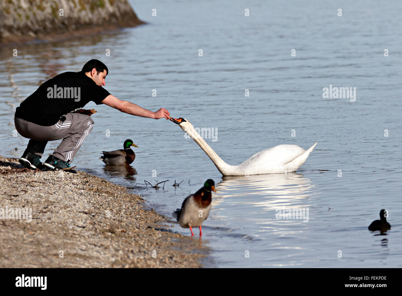 L'alimentation de l'homme syrien white swan (Cygnus olor) sur le lac de Chiemsee, dans la région, Bavière, Allemagne, Europe. Banque D'Images
