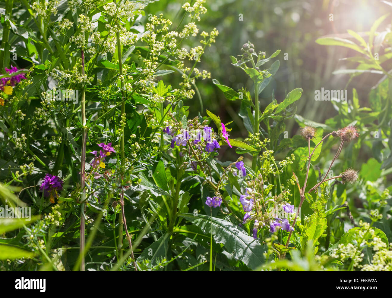 Fleurs sauvages sur journée ensoleillée dans la forêt Banque D'Images
