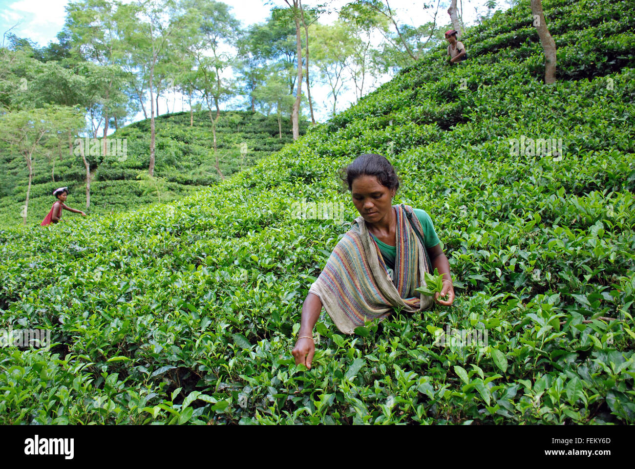 Les travailleuses de recueillir les feuilles de thé du jardin durant une saison de cueillette à Srimangal, au Bangladesh. Banque D'Images