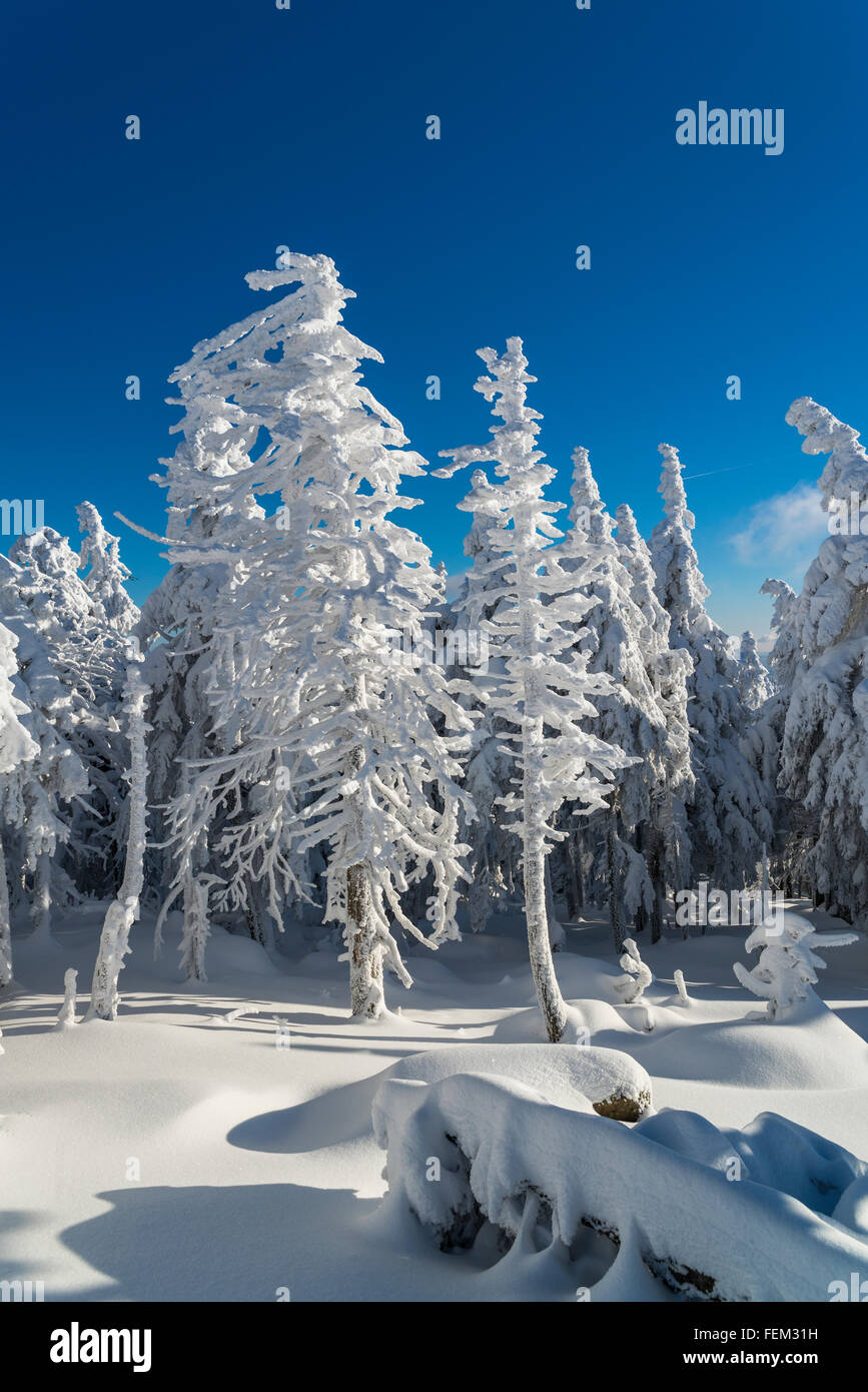 Paysage hivernal au Brocken, Parc National de Harz, Allemagne Banque D'Images