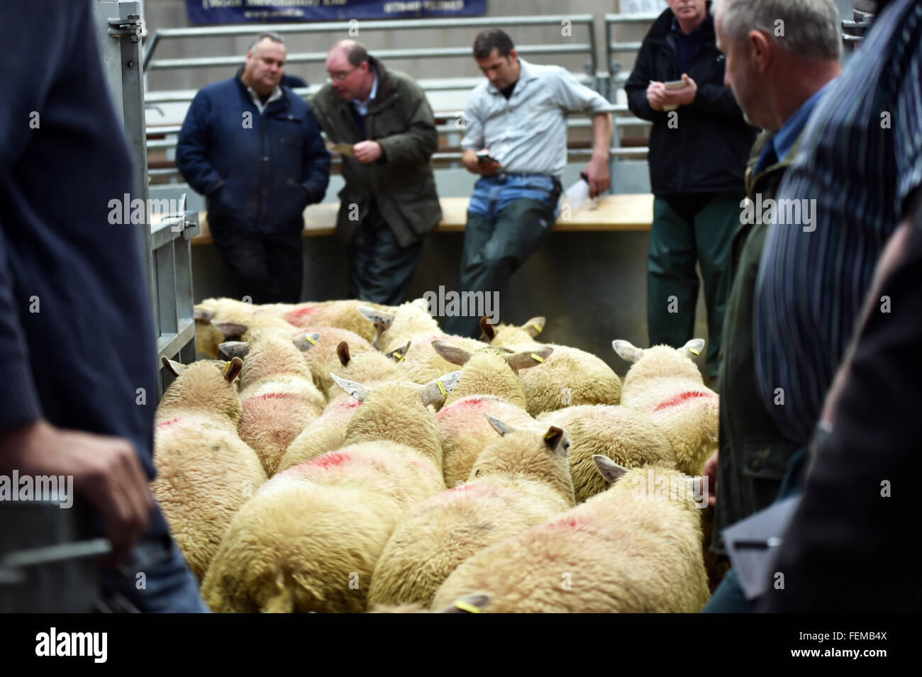 Vente aux enchères de moutons, les acheteurs inspecter le stock, et utiliser un téléphone mobile pour partager la soumission, Kendal UK Banque D'Images