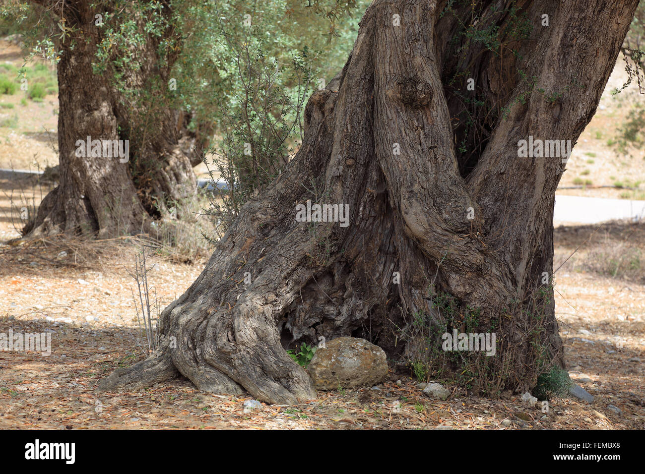 Crète, tronc épais d'un vieil olivier Banque D'Images