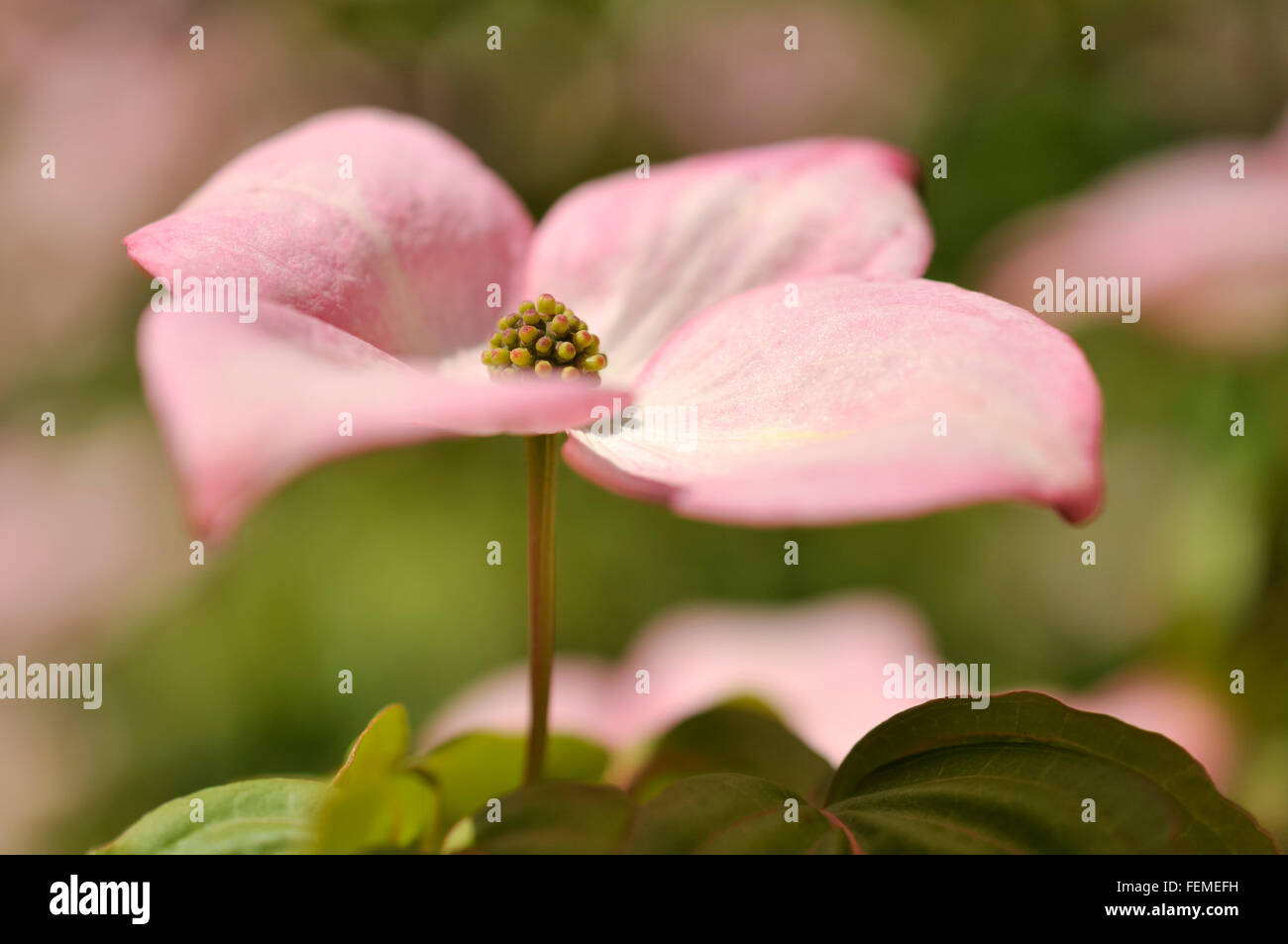 Un Cornus kousa fleur avec bractées rose tendre. Banque D'Images