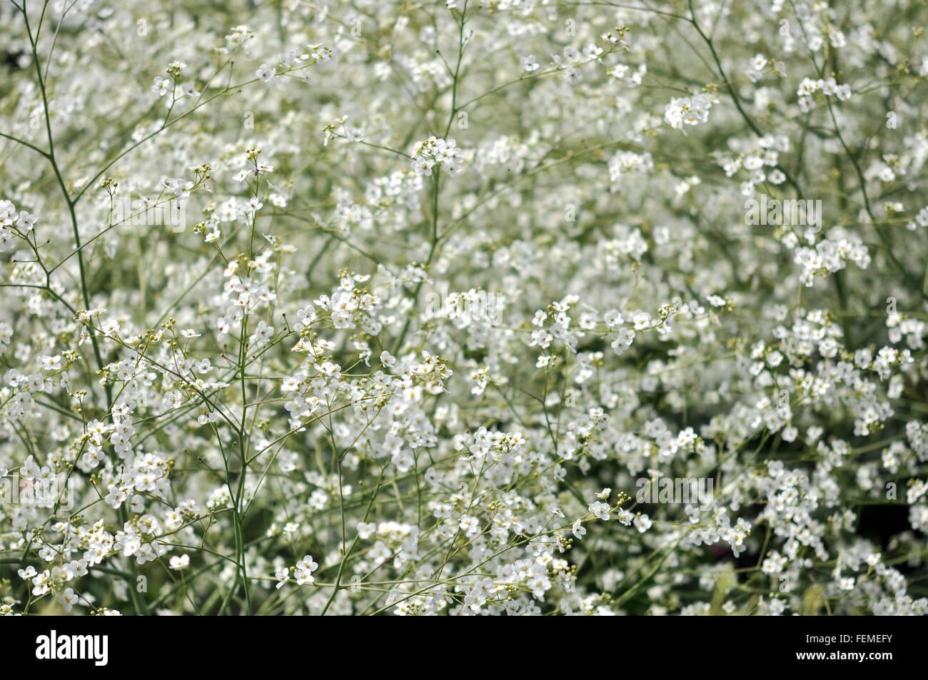 Froth masse de fleurs blanches appartenant à un Crambe cordifolia plante qui fleurit en été. Banque D'Images