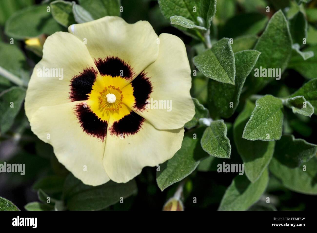 Halimocistus 'Merristwood cream' fleur en gros plan. Banque D'Images