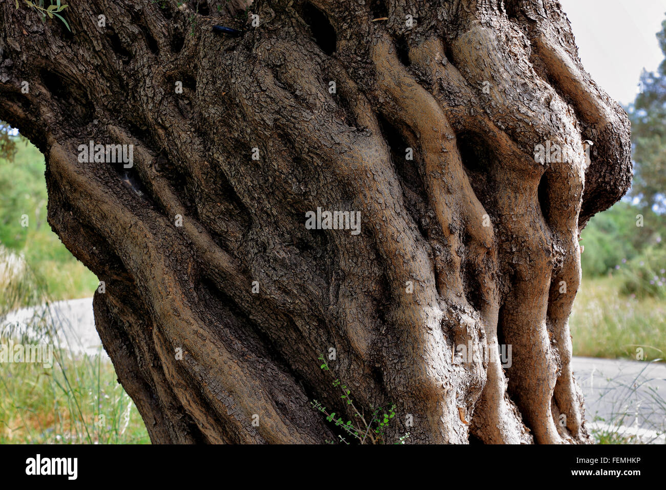 Crète, le tronc d'un vieil olivier, bois d'olive Banque D'Images