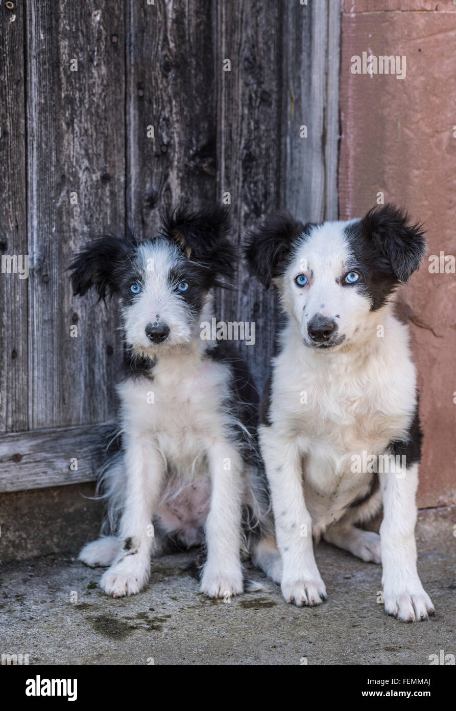 Noir et blanc cross border collie chiens de ferme - paire de petits Banque D'Images