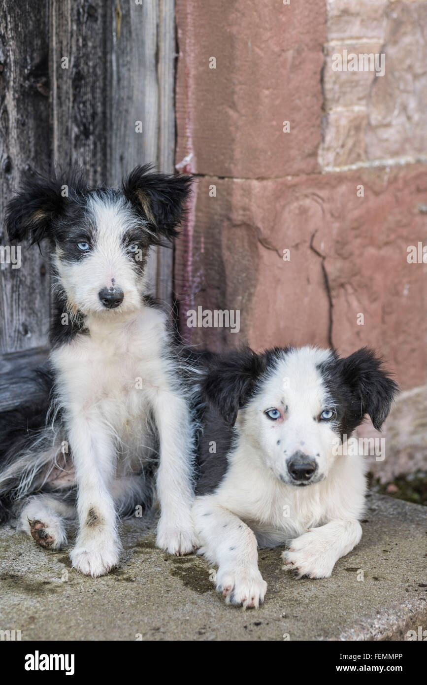 Noir et blanc cross border collie chiens de ferme - paire de petits Banque D'Images