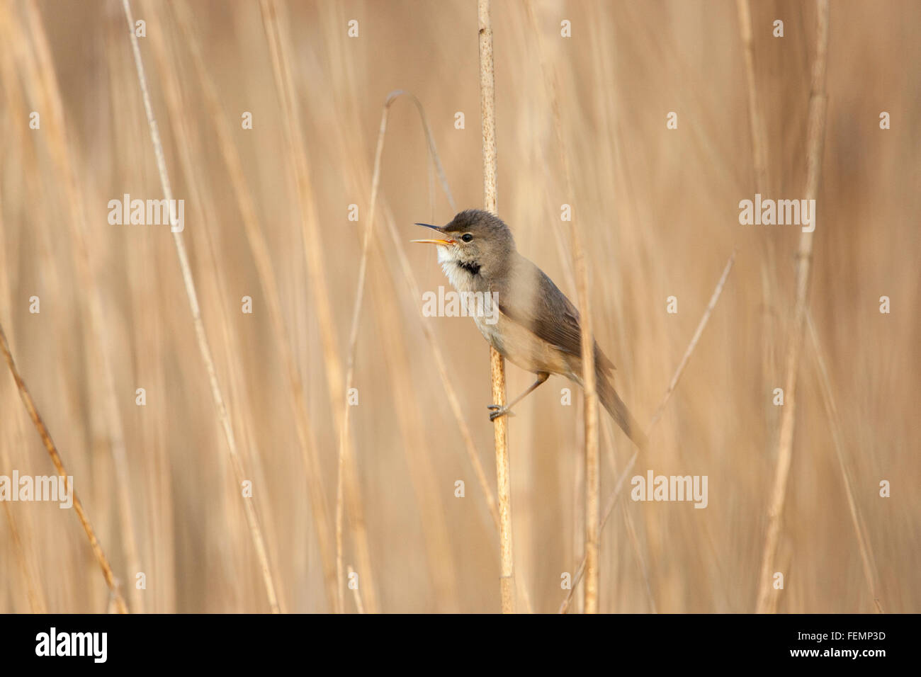 Eurasian Reed Warbler, Acrocephalus scirpaceus, homme au printemps en roselière, Banque D'Images