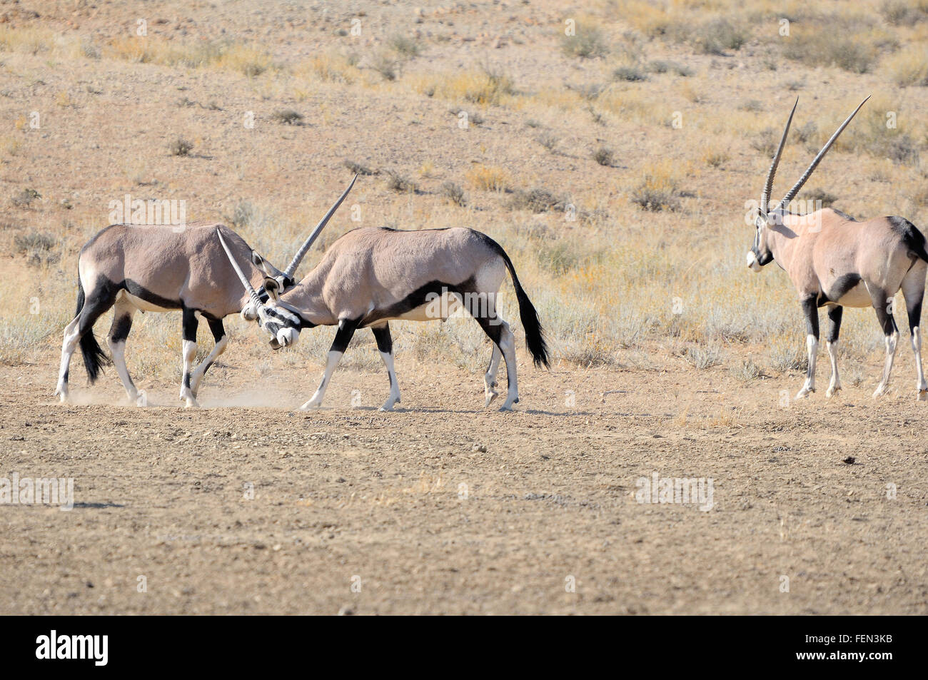 Oryx combats dans le Kgalagadi Transfrontier Park, Afrique du Sud Banque D'Images