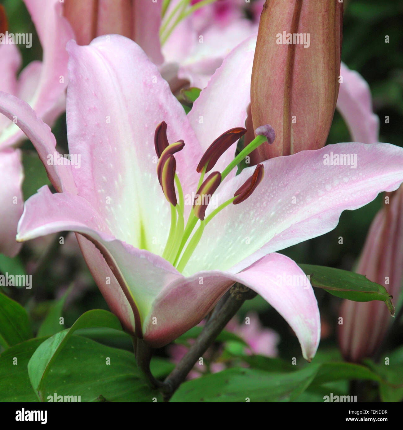 LILY ROSE. C'est une très belle fleur, colorées et un petit bijou dans le jardin, ou comme une fleur coupée à la Chambre. Banque D'Images