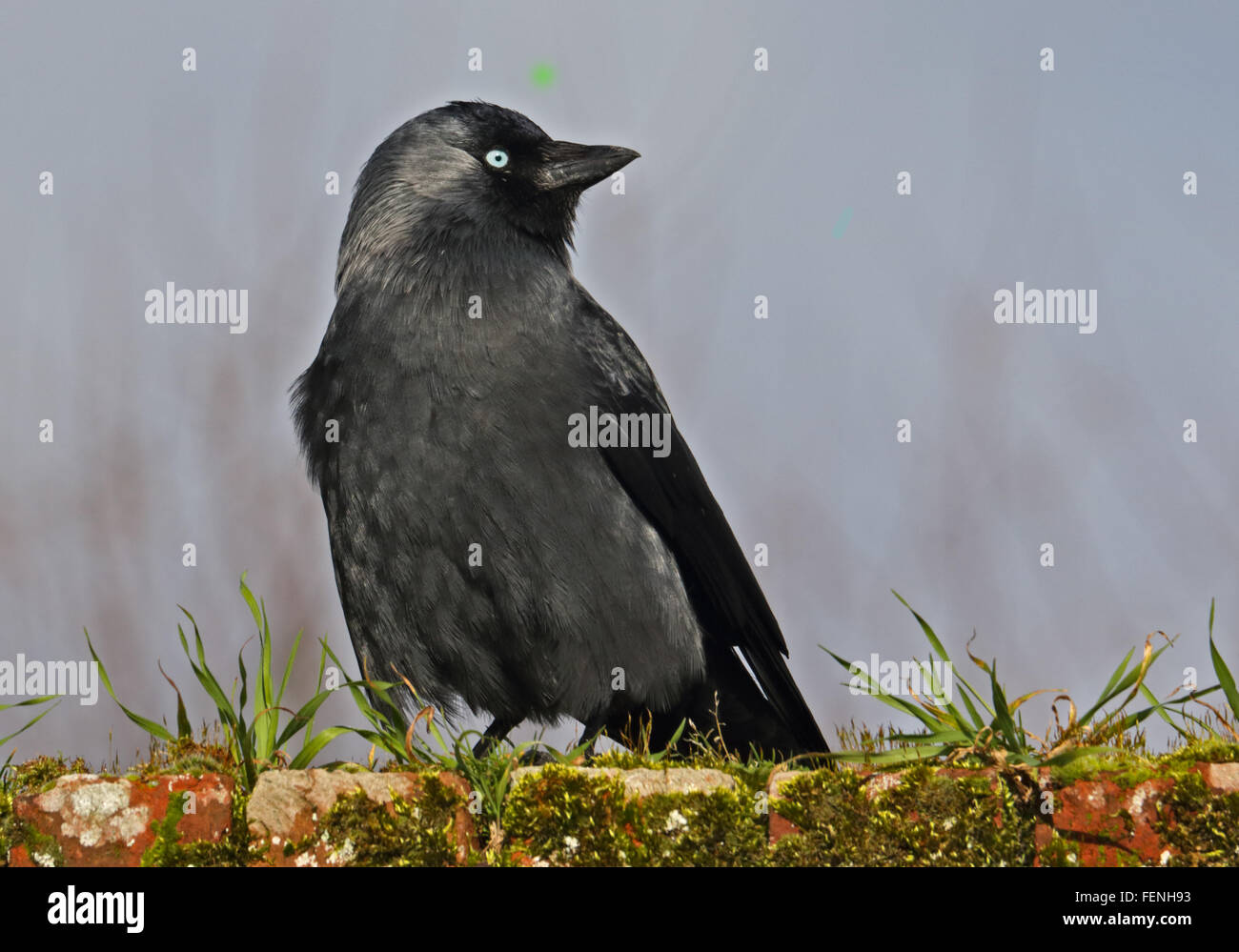 Jackdaw européenne (Corvus monedula) Banque D'Images