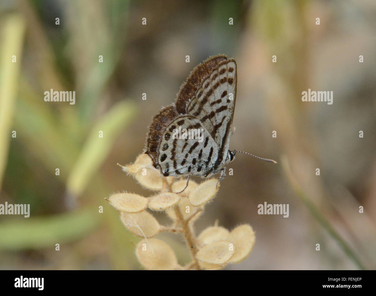 Pierrot des Balkans ou peu Tiger Blue (Tarucus balkanicus) butterfly en Grèce Banque D'Images