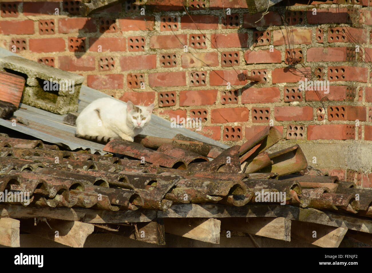 Chat blanc, assis sur le toit de la vieille maison carrelée en Grèce Banque D'Images