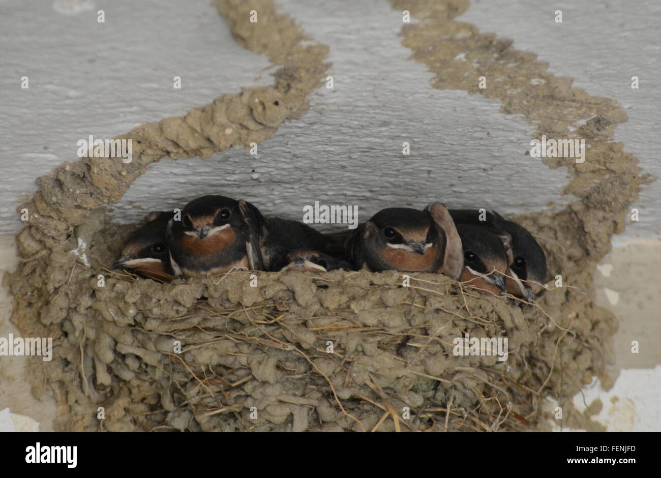 L'hirondelle rustique (Hirundo rustica) les poussins dans le nid en Grèce. Les oiseaux nicheurs, hirondelles, la faune. Banque D'Images