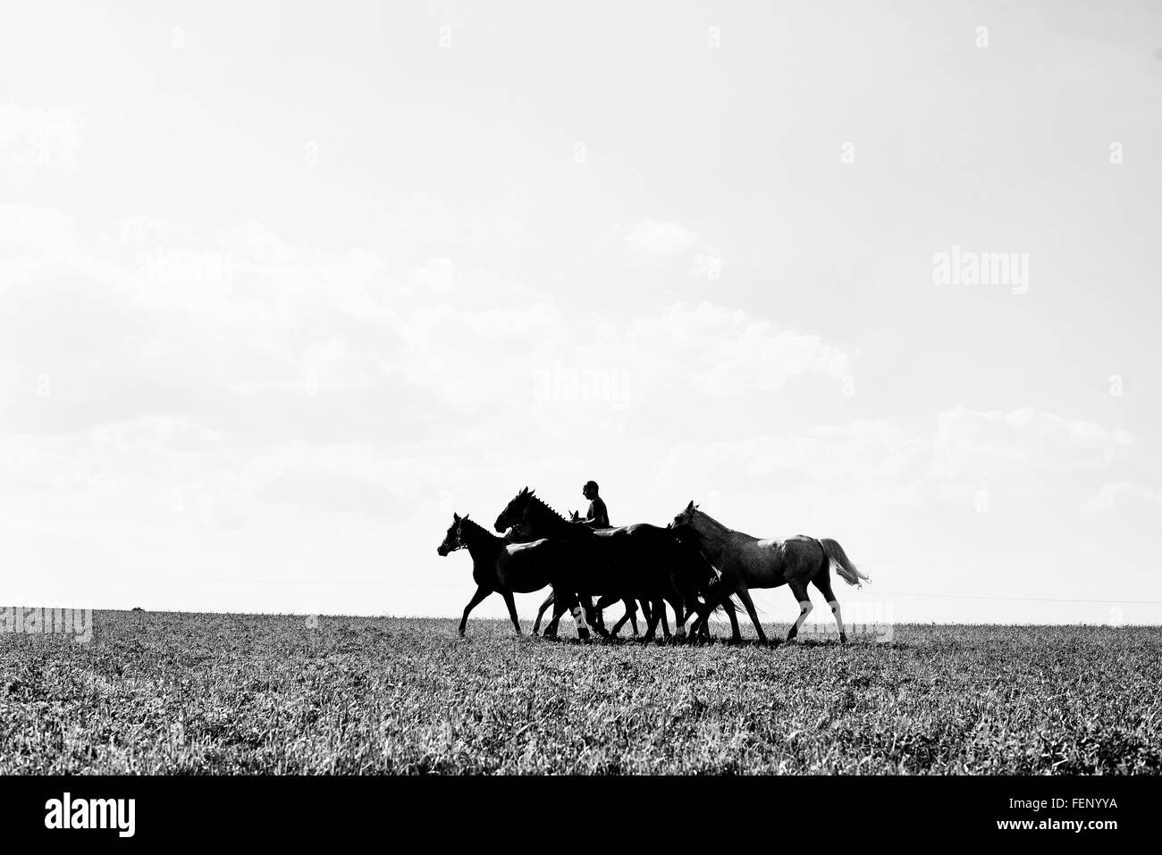 B&W image de l'homme à cheval et des six chevaux dans le champ Banque D'Images