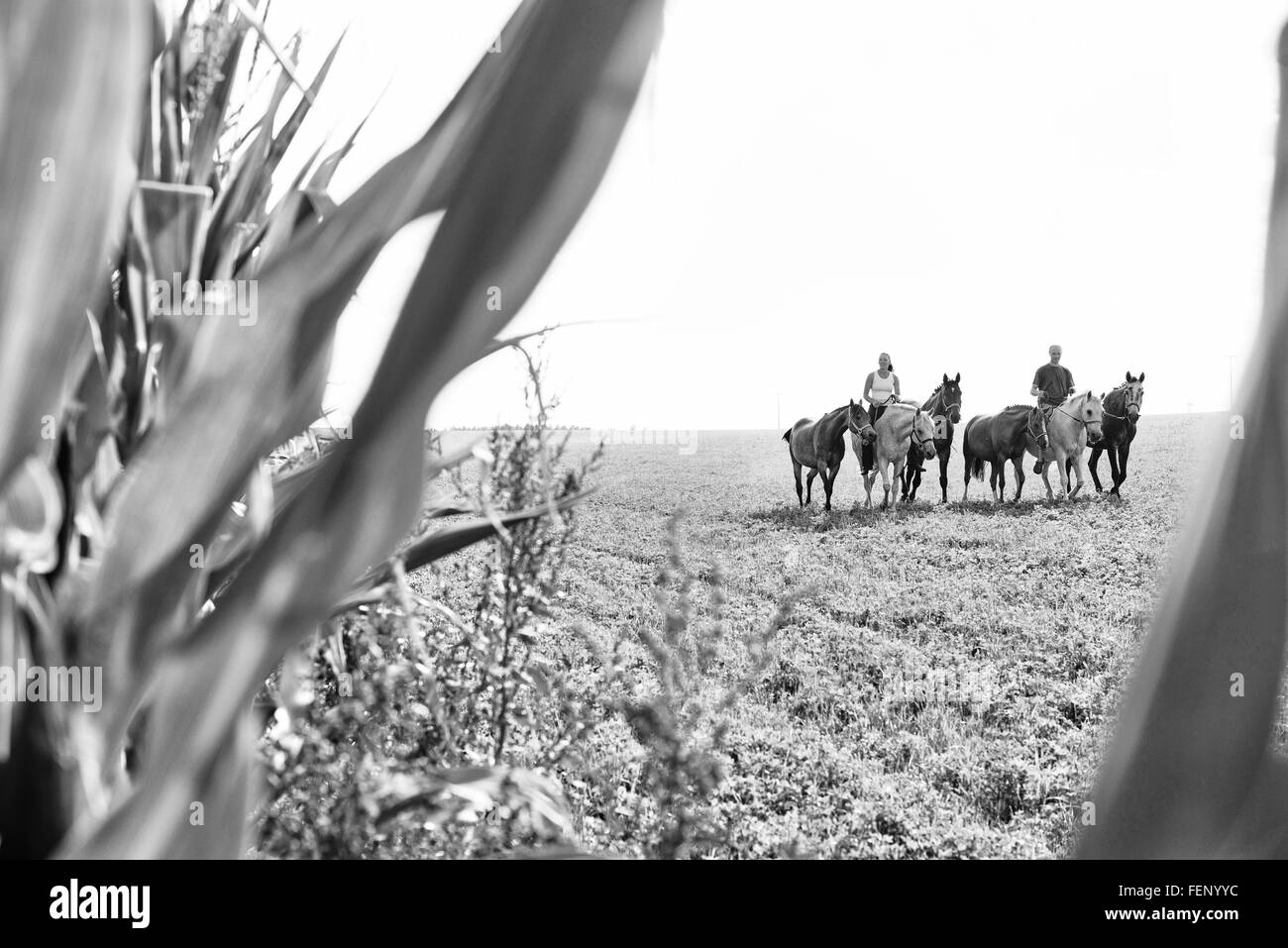 B&W image de l'homme et la femme d'équitation et des six chevaux dans le champ Banque D'Images