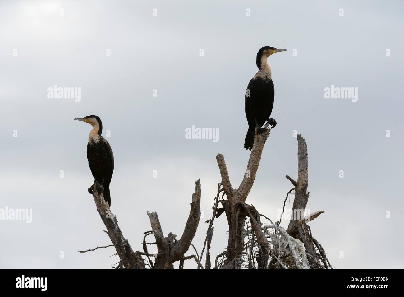 (Grands cormorans Phalocrocorax carbo), le lac Naivasha, Kenya, Africa Banque D'Images