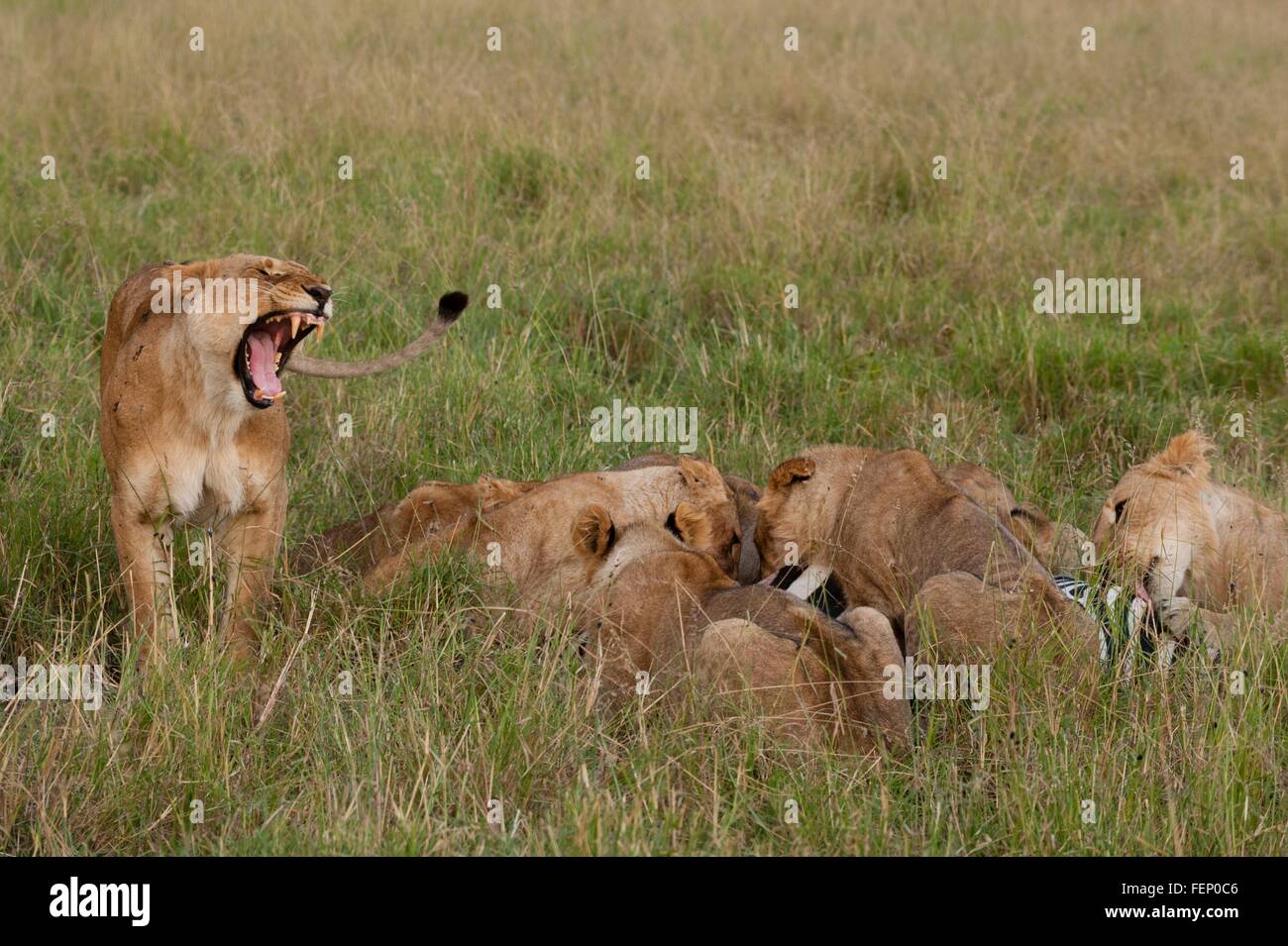 Marsh pride lions (Panthera leo) se nourrissant de zebra, Masai Mara, Kenya, Afrique Banque D'Images