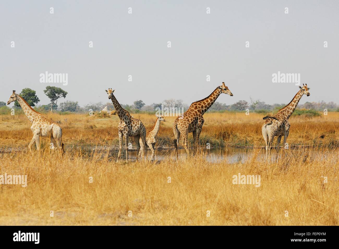 Tour de girafes debout dans l'eau, pan Botswana Banque D'Images