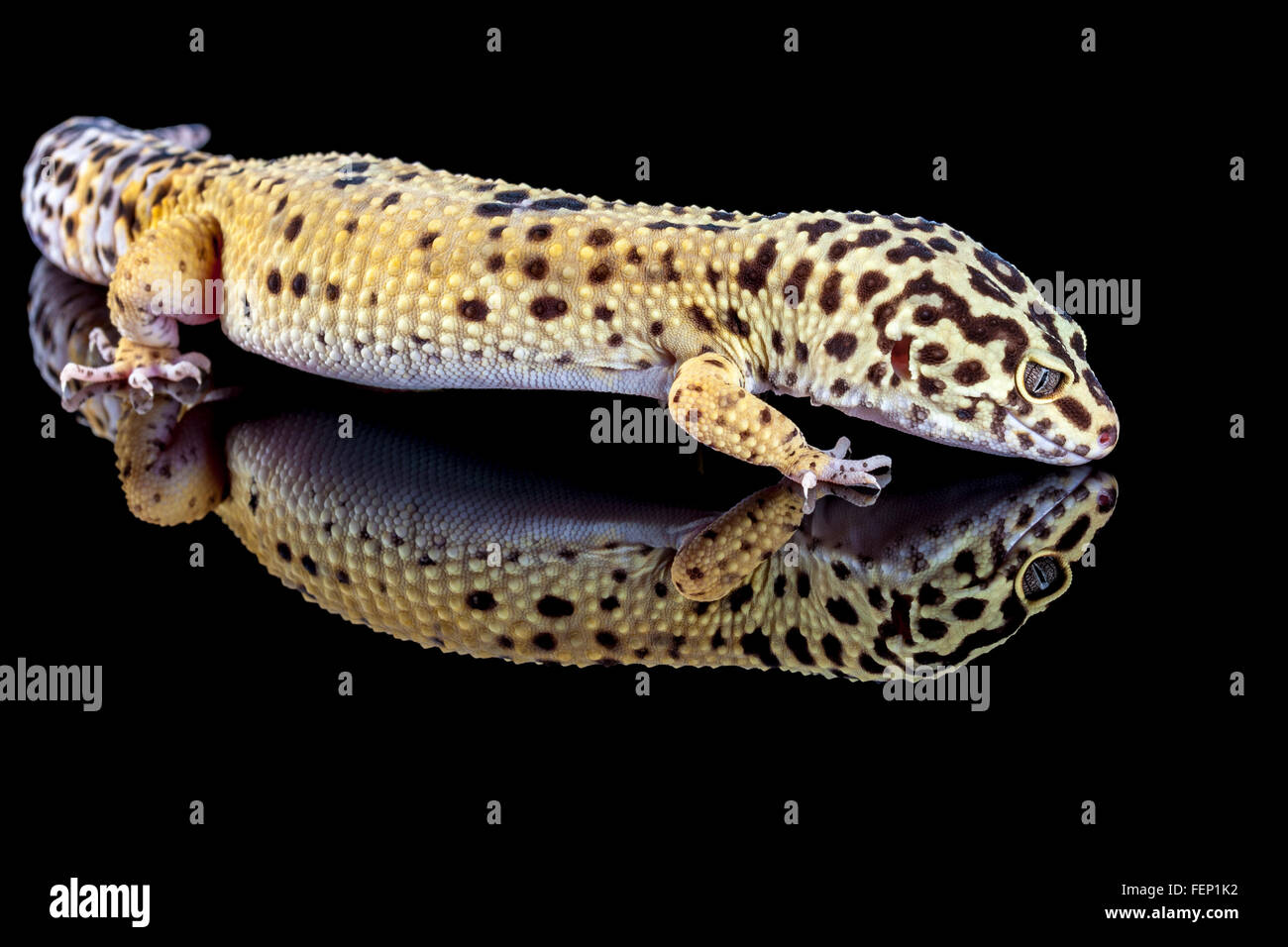 Le gecko léopard, Eublepharis macularius. Banque D'Images