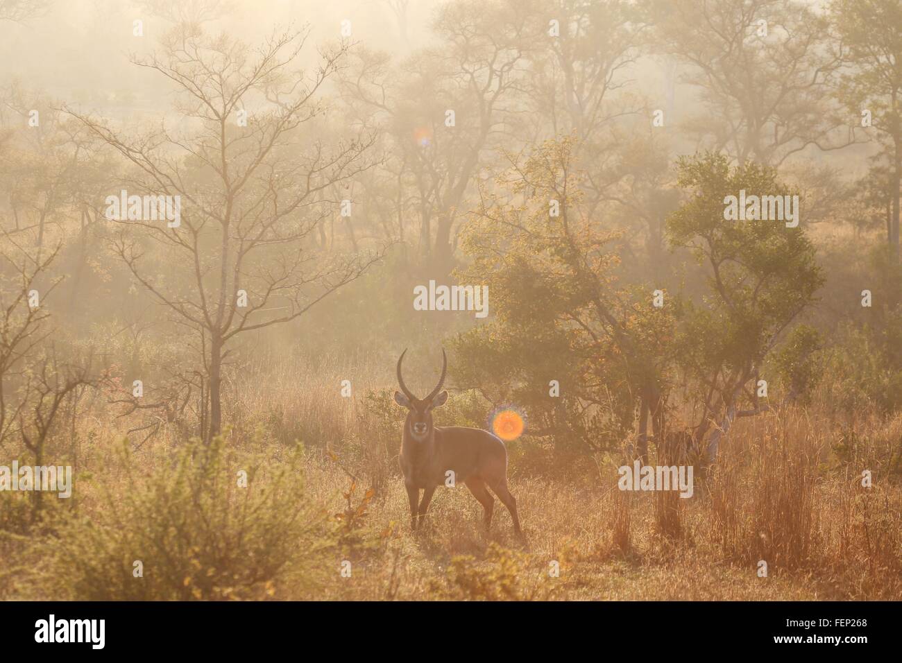 Cobe mâle au coucher du soleil, Kruger National Park, Afrique du Sud Banque D'Images