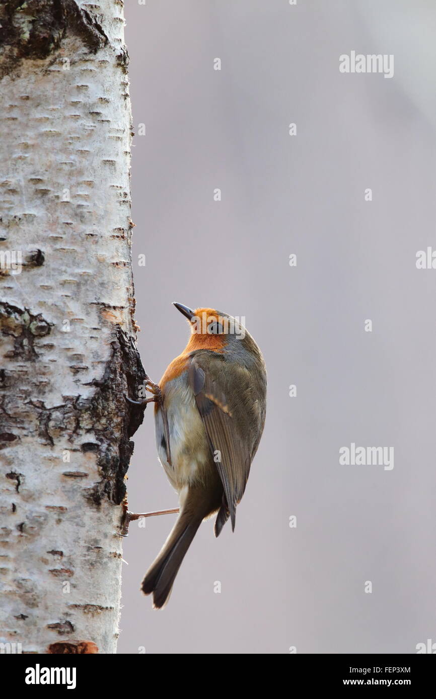 Robin européenne, (Erithacus rubecula aux abords) sur un Silver Birch Tree Banque D'Images