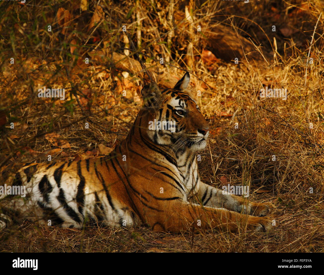 Tigre du Bengale (Panthera tigris tigris) tigresse, Parc National de Bandhavgargh Inde Umariah District, Tala, Madhya Pradesh Banque D'Images