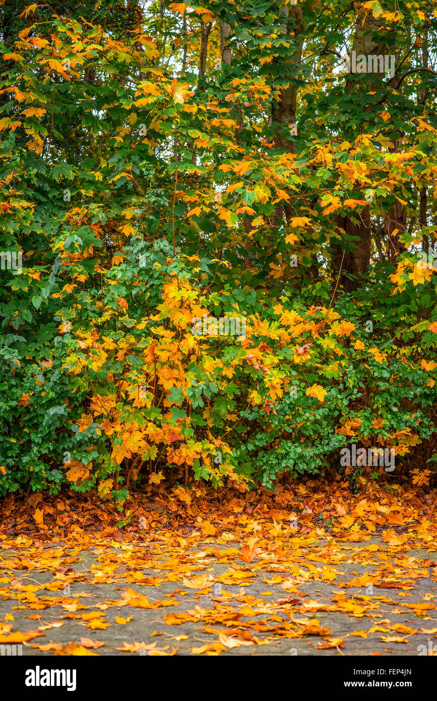 Feuilles d'érable aux couleurs automnales sur le trottoir Banque D'Images