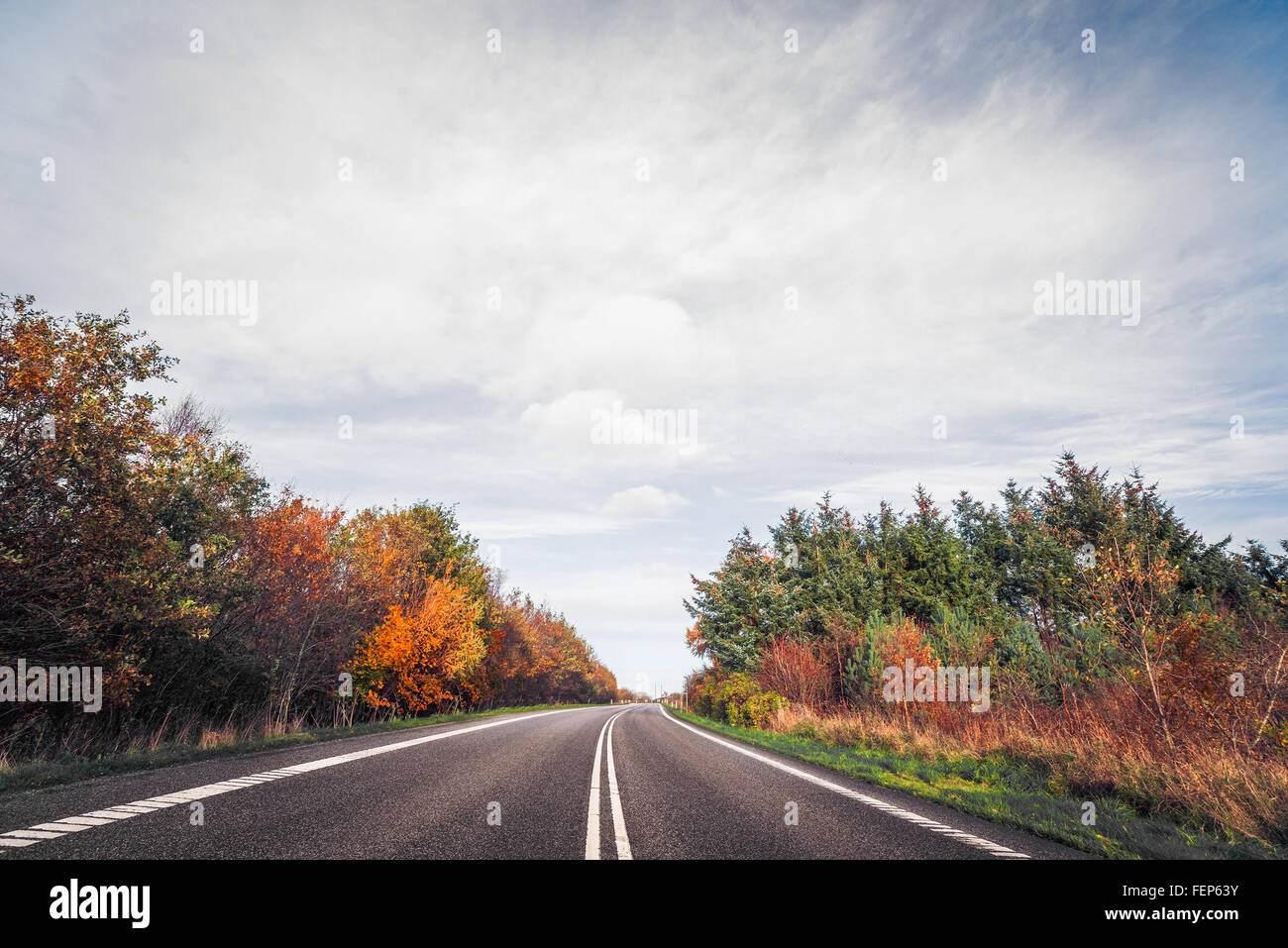 Chemin d'asphalte avec des arbres en automne Banque D'Images