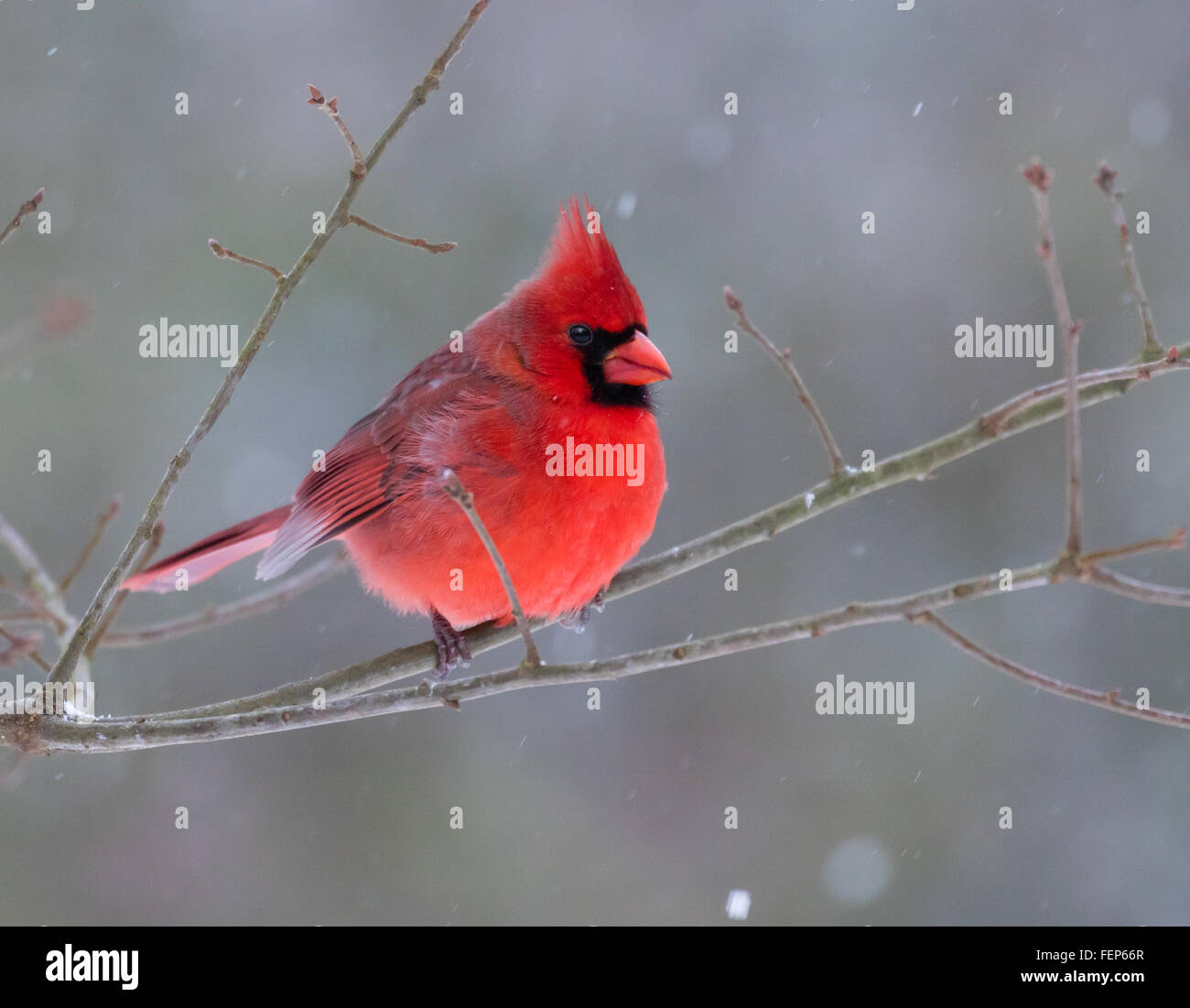 Un beau mâle Cardinal rouge (Cardinalis cardinalis) perché sur une branche sur un jour de neige Banque D'Images