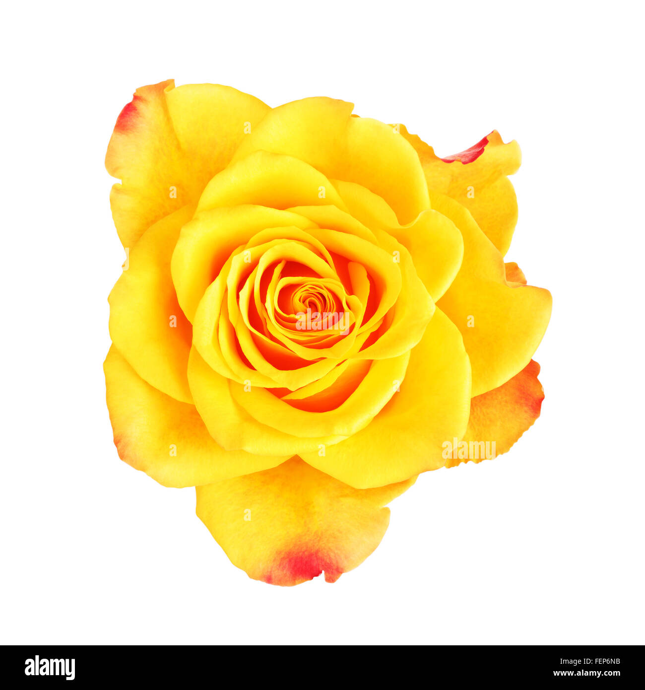 Rose jaune fleur, isolé sur blanc, vue d'en haut Banque D'Images