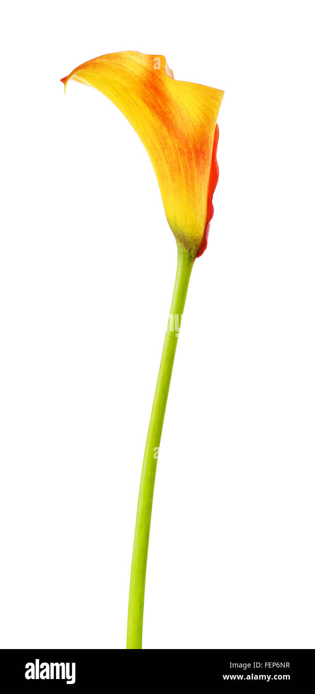 Zantedeschia zantedeschia orange fleur, isolated on white Banque D'Images